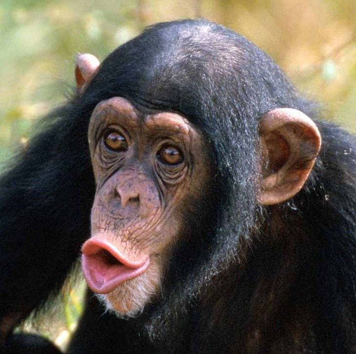 Common Chimpanzee Ngamba Island Chimpanzee Sanctuary Primate Bonobo Gorilla PNG, Clipart, Agg, Animal, Animals, Ape, Bonobo Free PNG Download
