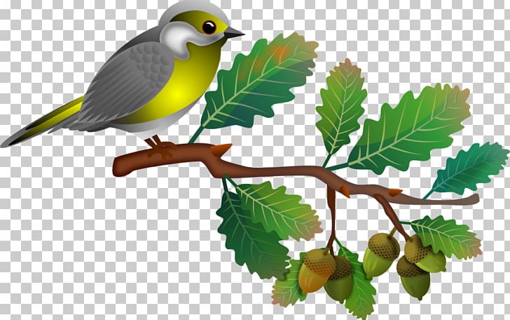 Songbird PNG, Clipart, Animal, Animals, Beak, Bird, Branch Free PNG Download