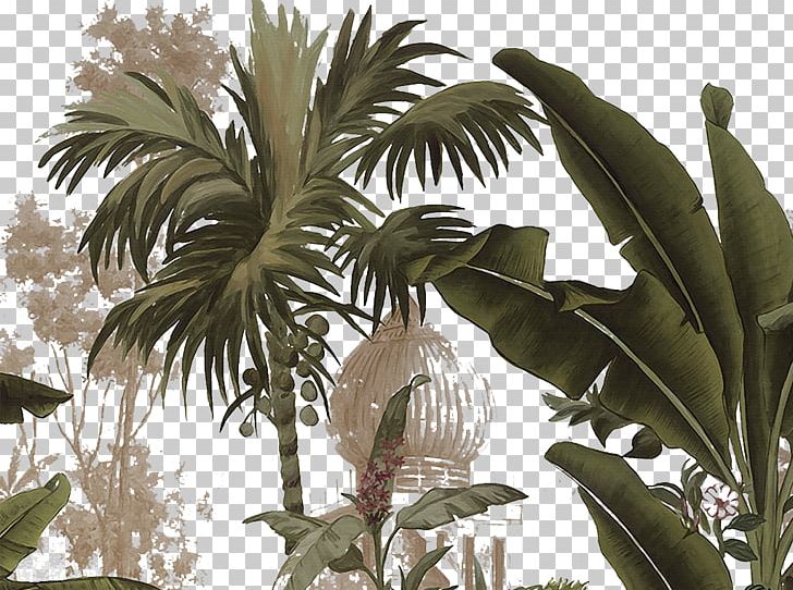 Yanoda Arecaceae Tropics Plant PNG, Clipart, Arecales, Edition, Flora, Fruit, Green Free PNG Download