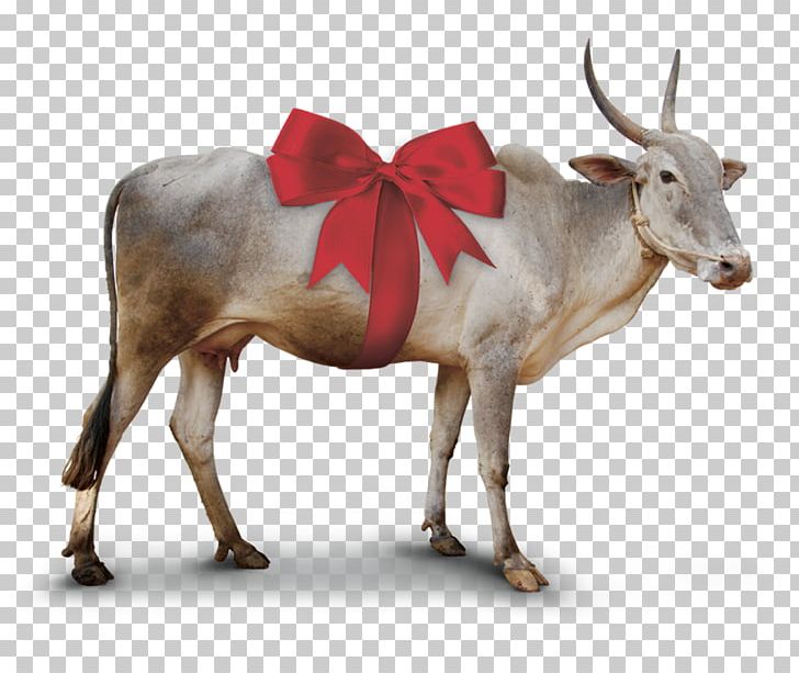 Zebu Taurine Cattle Cow Goat Poverty PNG, Clipart, Caste, Cattle Like Mammal, Chevre, Cow, Cow Goat Family Free PNG Download