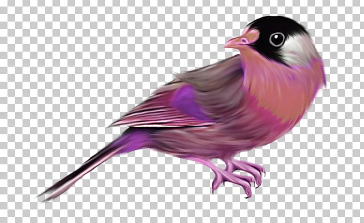 Bird Common Starling House Sparrow Finch Passerine PNG, Clipart, Animals, Balloon Cartoon, Beak, Birds, Bird Vocalization Free PNG Download