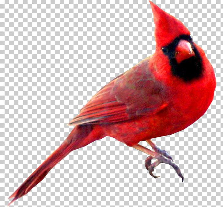 Bird St. Louis Cardinals Northern Cardinal Swallow Symbol PNG, Clipart, American Robin, Animal, Animals, Beak, Bird Free PNG Download