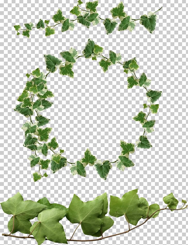 Common Ivy Leaf PNG, Clipart, Bay Laurel, Branch, Common Ivy, Floral Design, Flower Free PNG Download