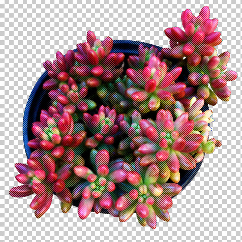Flower Pink Plant Magenta Succulent Plant PNG, Clipart, Daphne, Flower, Magenta, Pachyphytum, Petal Free PNG Download