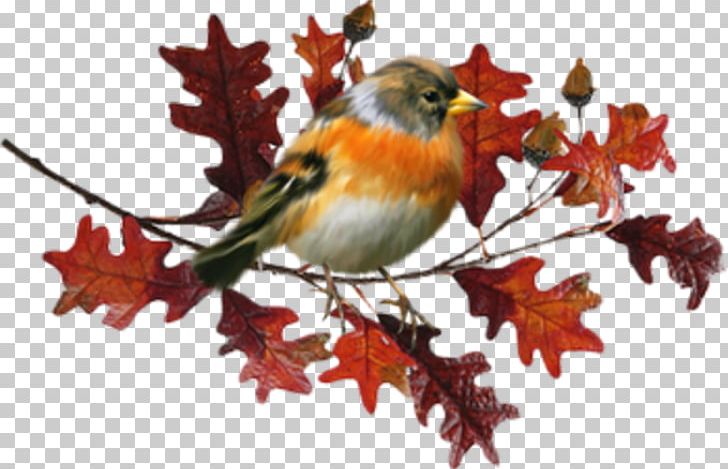 Bird Autumn Let's Go Rain Leaf PNG, Clipart, Albert Lozeau, Animals, Art, Automne Joli, Beak Free PNG Download