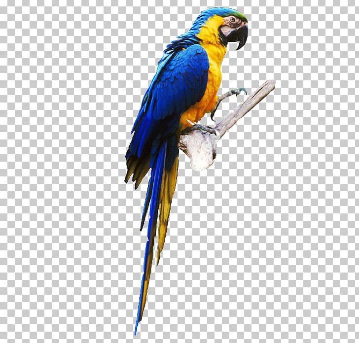 Budgerigar Lovebird True Parrot Parrot Parrot PNG, Clipart, Animals, Beak, Bird, Birds, Common Pet Parakeet Free PNG Download