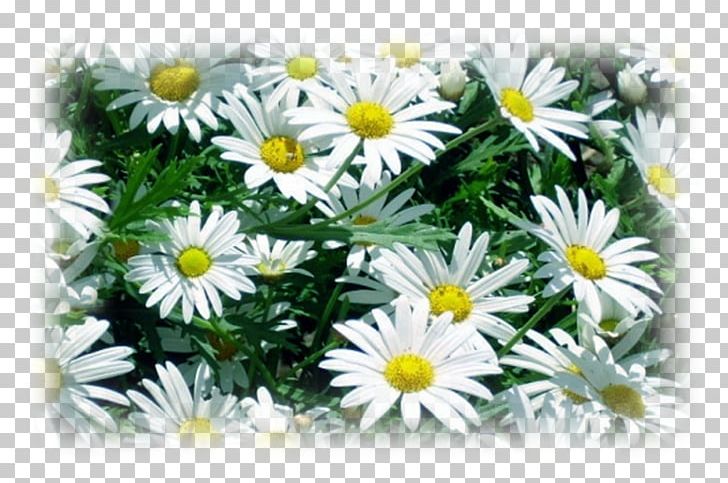 Edible Flower Oxeye Daisy Roman Chamomile Marguerite Daisy PNG, Clipart, Annual Plant, Aster, Chamaemelum Nobile, Chrysanthemum, Chrysanths Free PNG Download