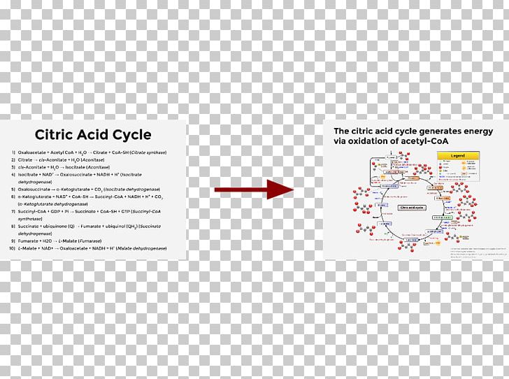 Citric Acid Cycle Brand Line Hans Adolf Krebs Font PNG, Clipart, Art, Brand, Citric, Citric Acid Cycle, Hans Adolf Krebs Free PNG Download