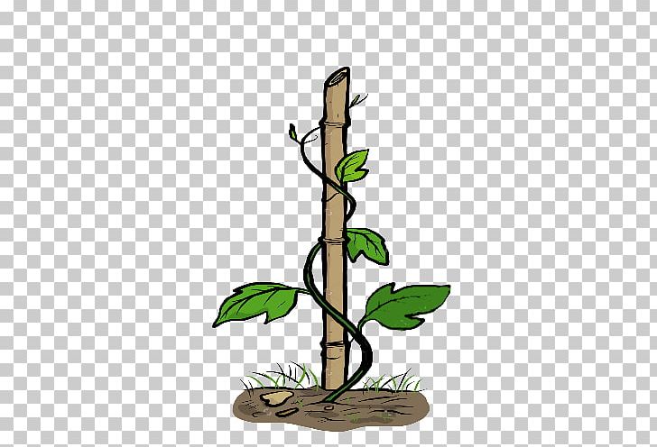 Graphics Illustration Vine PNG, Clipart, Bamboo, Botanical Illustration, Branch, Conservationdependent Species, Drawing Free PNG Download