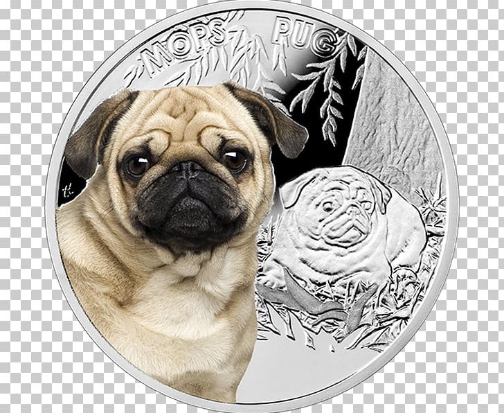 Pug Puppy Dog Breed Companion Dog Japanese Chin PNG, Clipart, Animals, Breed, Carnivoran, Coin, Companion Dog Free PNG Download