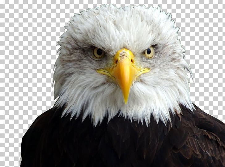 Bald Eagle White-tailed Eagle PNG, Clipart, Accipitriformes, Animals, Beak, Bird, Bird Of Prey Free PNG Download