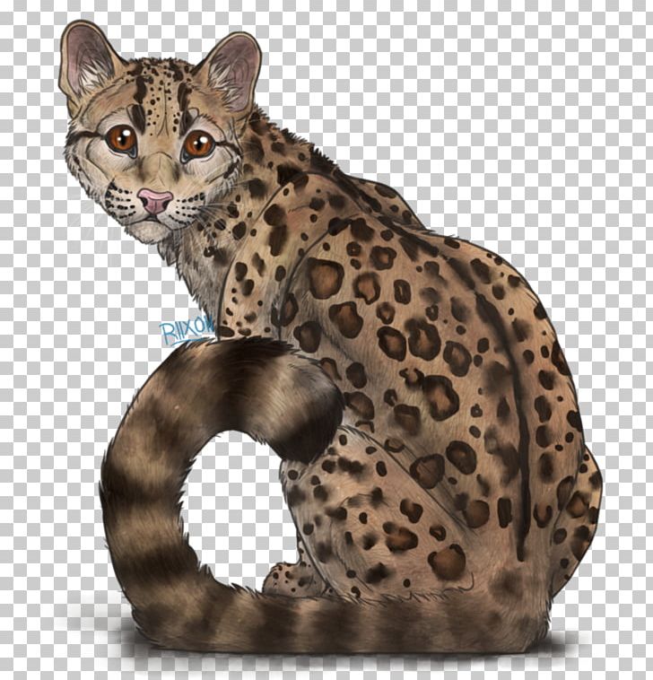 California Spangled Ocicat Leopard Whiskers Wildcat PNG, Clipart, Animals, Big Cats, California Spangled, Carnivoran, Cat Like Mammal Free PNG Download