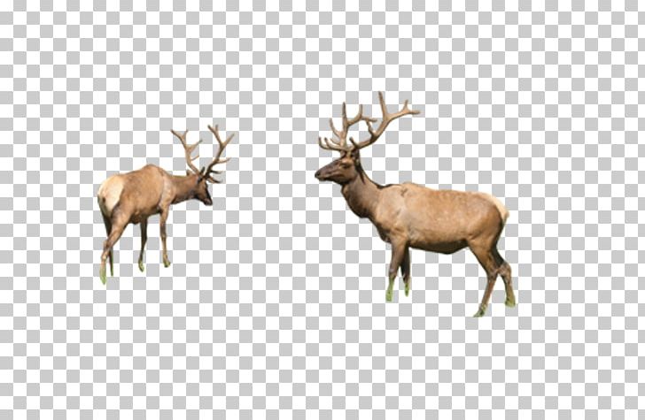 Reindeer Elk Sika Deer PNG, Clipart, 3d Animation, Animal, Animals, Animation, Anime Character Free PNG Download