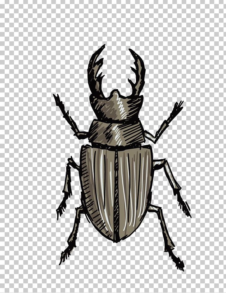 Stag Beetle Drawing PNG, Clipart, Animals, Arthropod, Beetle, Beetle Car Vintage, Beetle Frame Free PNG Download
