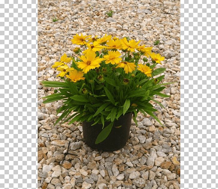 Garden Large-flowered Tickseed Marigolds Flowerpot Ornamental Plant PNG, Clipart, African Sunset, Annual Plant, Bee, Calendula, Daisy Family Free PNG Download