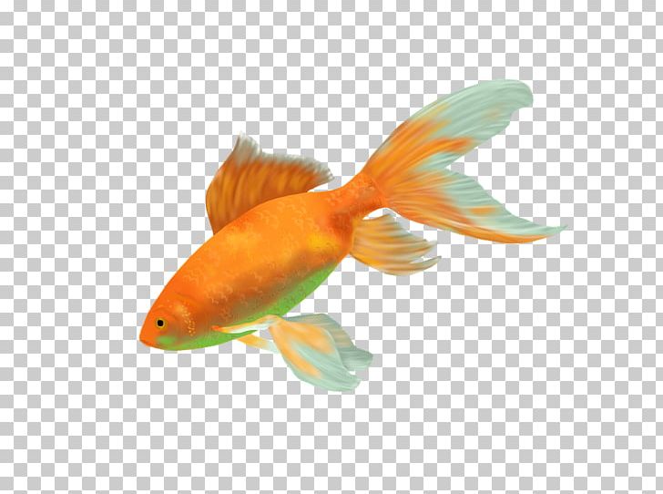 Goldfish Desktop PNG, Clipart, Animals, Aquarium, Bony Fish, Desktop Wallpaper, Download Free PNG Download