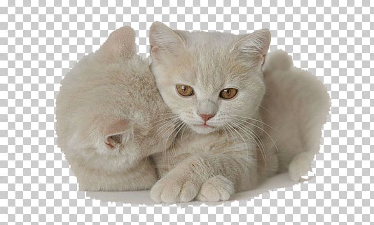 Kitten Cat Dog Animaatio PNG, Clipart, Animaatio, Animal, Animals, British, Burmilla Free PNG Download
