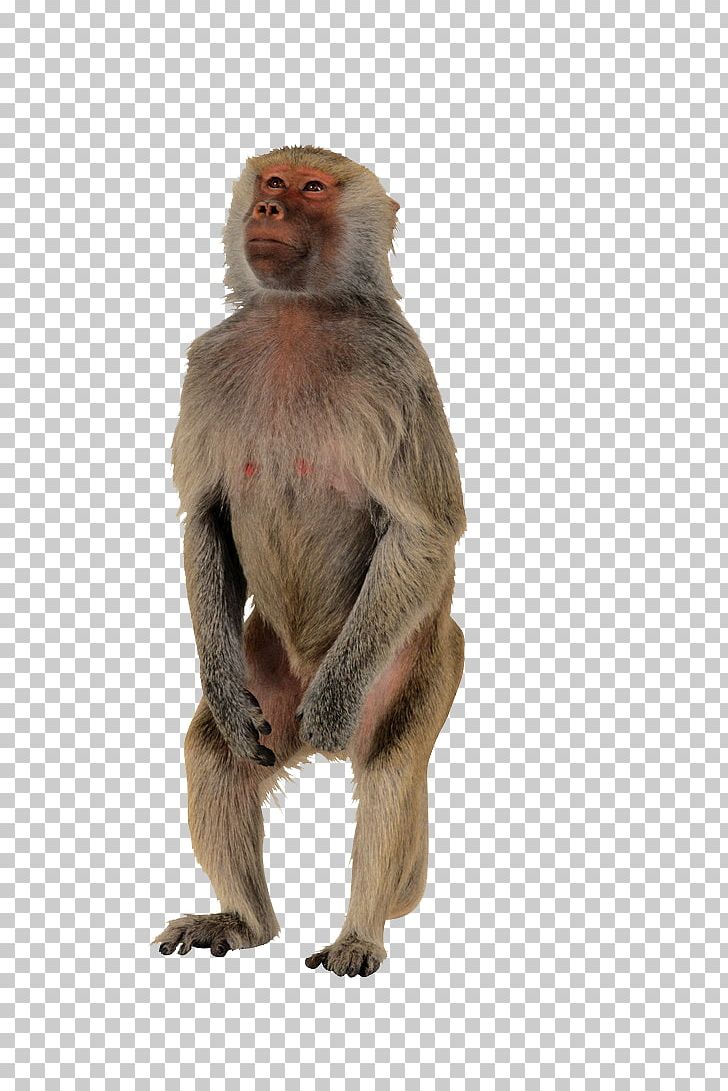 Macaque Monkey Polar Bear Primate Ape PNG, Clipart, Animal, Animals, Baboons, Black Monkey, Cartoon Monkey Free PNG Download