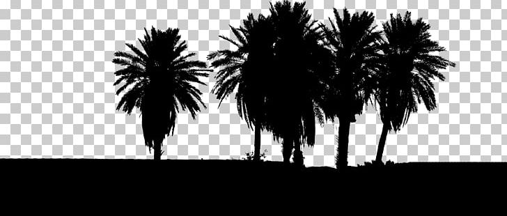 Tree Arecaceae PNG, Clipart, Arecaceae, Arecales, Baobab, Black And White, Borassus Flabellifer Free PNG Download