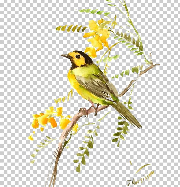 Finch Bird Eurasian Tree Sparrow PNG, Clipart, American Sparrows, Animals, Beak, Bird, Bird Cage Free PNG Download