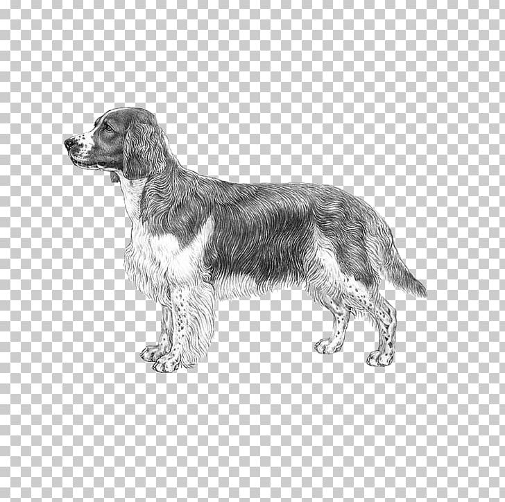 Welsh Springer Spaniel English Springer Spaniel English Cocker Spaniel Dog Breed PNG, Clipart, Carnivoran, Dog, Dog Breed, Dog Like Mammal, English Cocker Spaniel Free PNG Download