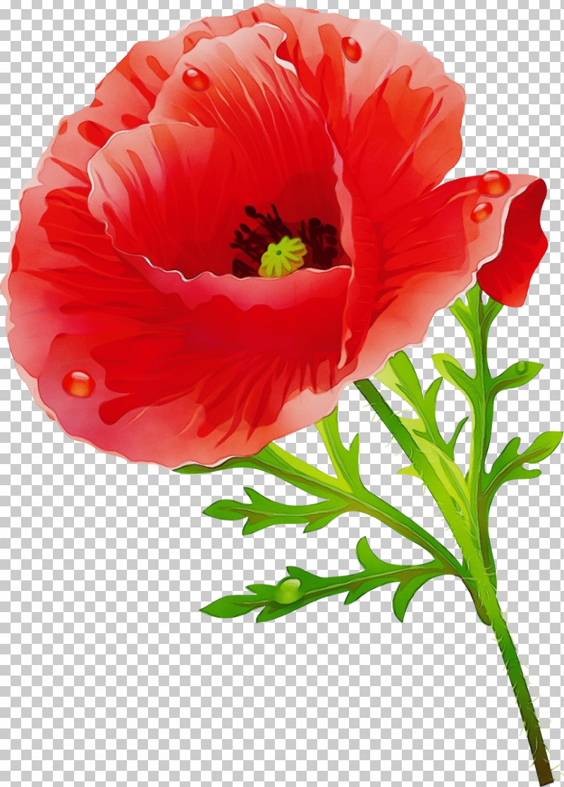 Flower Petal Plant Red Oriental Poppy PNG, Clipart, Anemone, Coquelicot, Corn Poppy, Cut Flowers, Flower Free PNG Download