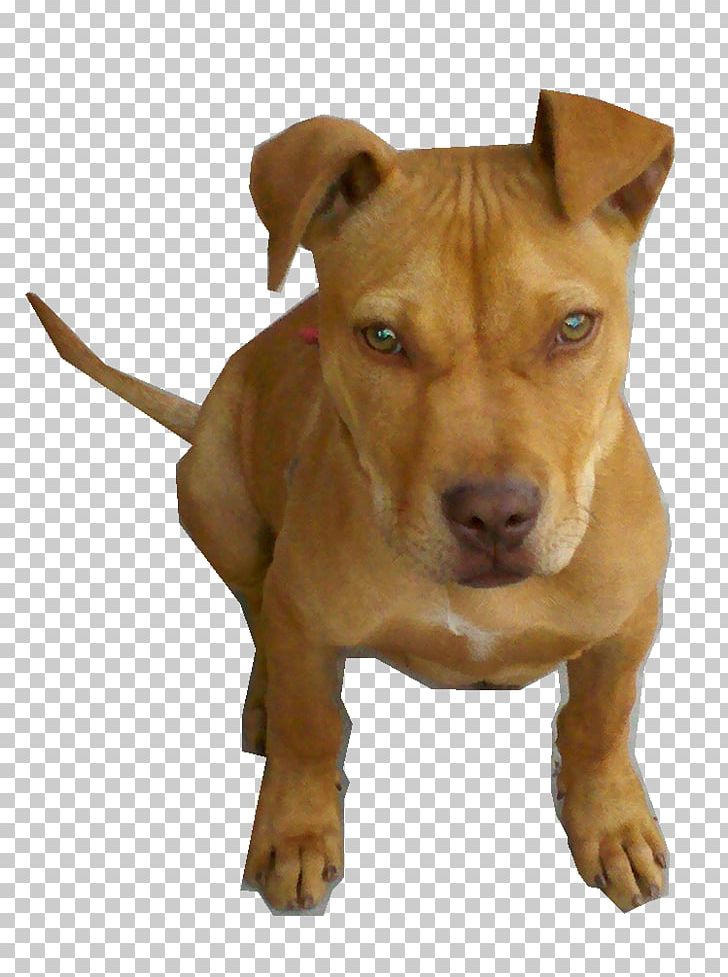 American Pit Bull Terrier American Staffordshire Terrier American Bully PNG, Clipart, American Bully, American Pit Bull Terrier, American Staffordshire Terrier, Animals, Boerboel Free PNG Download