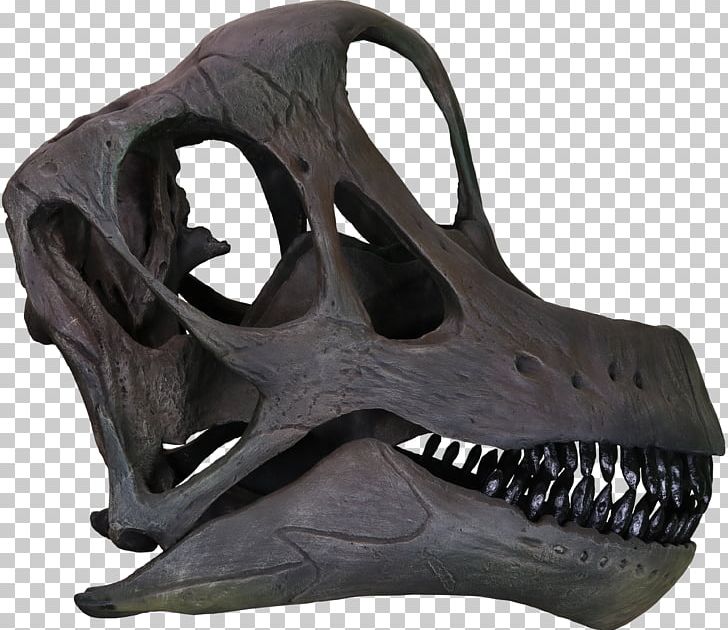 Brachiosaurus Morrison Formation Skull Bone PNG, Clipart, Bone, Brachiosaurus, Colorado, Dinosaur, Fantasy Free PNG Download
