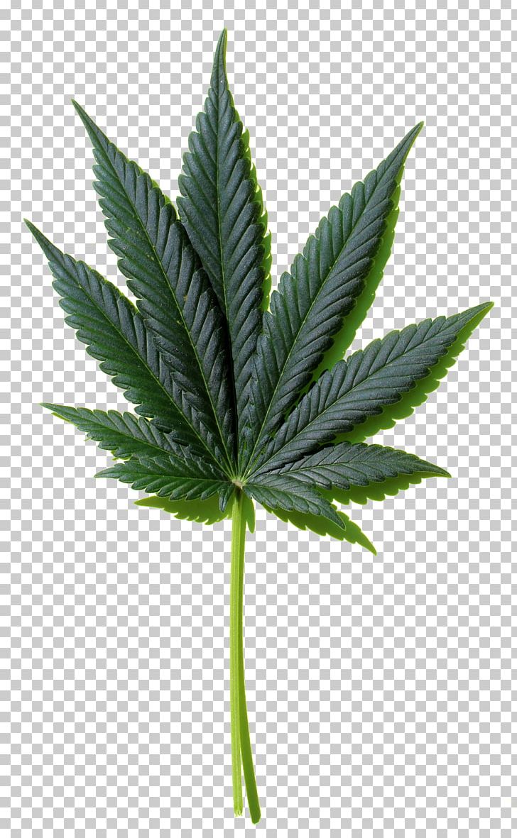 Cannabis Hemp Desktop Leaf PNG, Clipart, 420 Day, Cannabis, Cannabis Cultivation, Desktop Wallpaper, Hash Oil Free PNG Download
