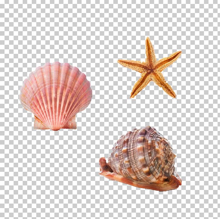 Cockle Seashell Conchology Starfish Sea Snail PNG, Clipart, Animals, Caracol, Caracola, Clam, Clams Oysters Mussels And Scallops Free PNG Download