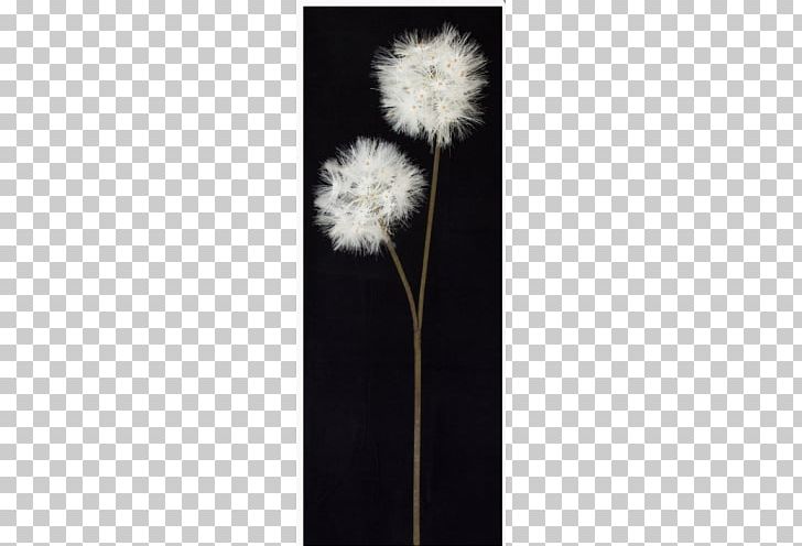 Dandelion PNG, Clipart, Dandelion, Dandelion Seeds, Flower, Flowering Plant, Flowers Free PNG Download