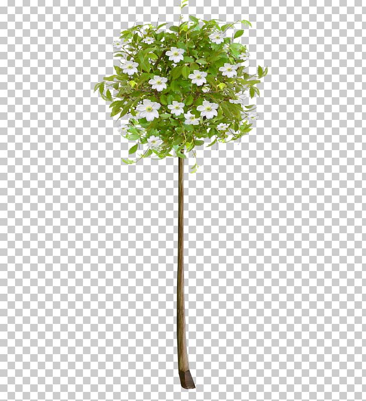 Tree Fir Shrub Plants PNG, Clipart, Arbre, Bonsai, Branch, Cupressus, Evergreen Free PNG Download