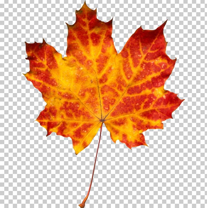 Autumn Leaf Color PNG, Clipart, Autumn, Autumn Leaf Color, Flowering Plant, Glitter, Glitter Gif Free PNG Download