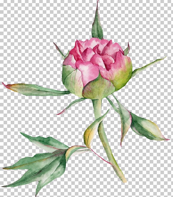 Beach Rose Watercolor Painting Drawing PNG, Clipart, Bud, Cut Flowers, Download, Flower, Flower Arranging Free PNG Download