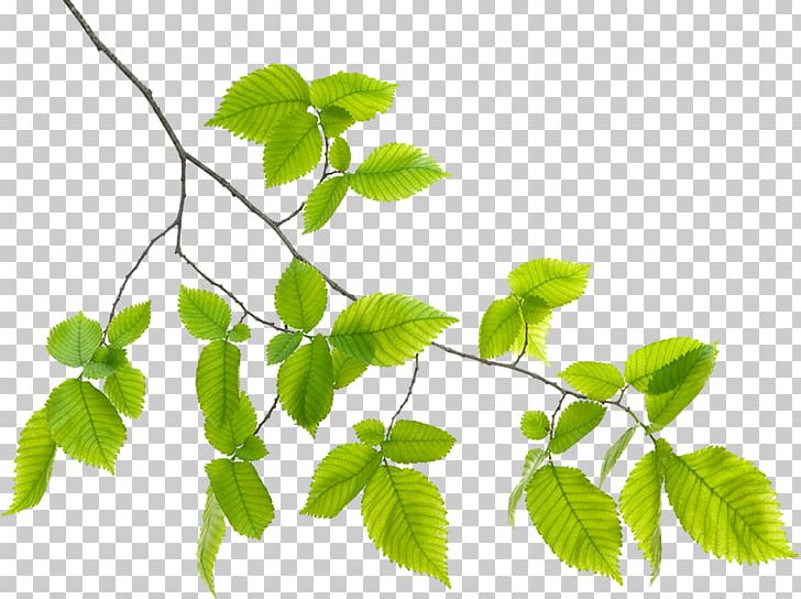 Branch Leaf Plant Stem PNG, Clipart, Branch, Charlotte, Dal, Green, Greensboro Free PNG Download