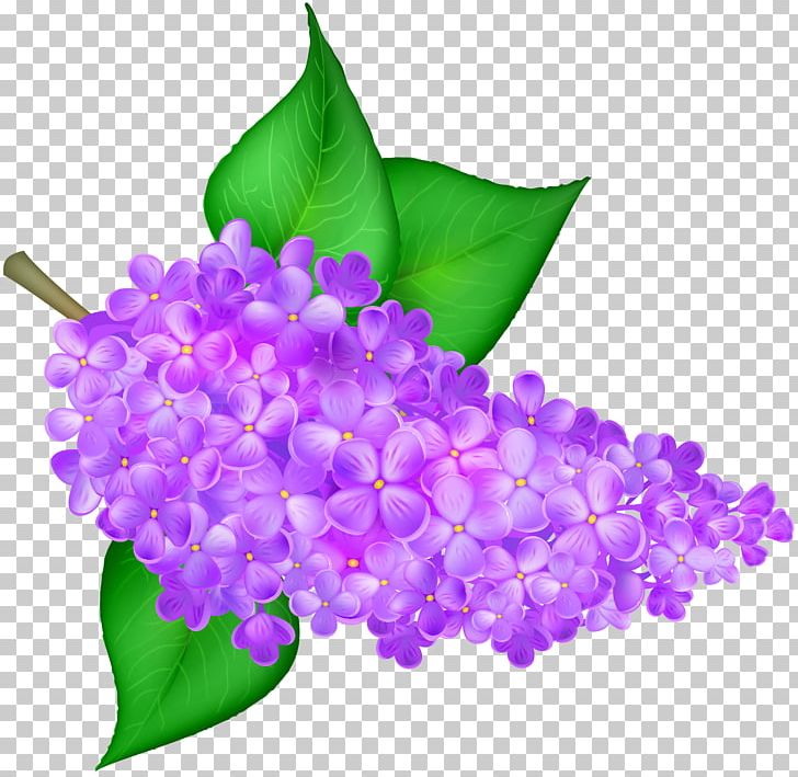 Common Lilac Flower PNG, Clipart, Blog, Common Lilac, Desktop Wallpaper, Floral Design, Flower Free PNG Download