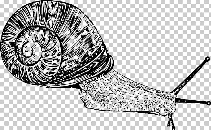 Gastropods Snail Drawing PNG, Clipart, Animals, Biomineral, Black And White, Cornu Aspersum, Drawing Free PNG Download