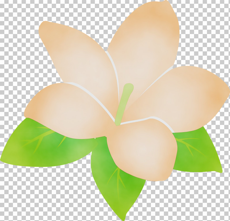 Cut Flowers Flower Petal PNG, Clipart, Cut Flowers, Flower, Jasmine, Jasmine Flower, Paint Free PNG Download
