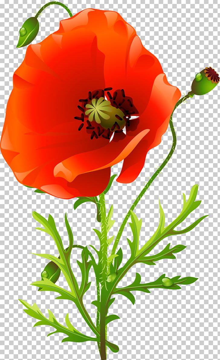 Common Poppy Flower Floral Design Poppies PNG, Clipart, Annual Plant, Common Poppy, Coquelicot, Cut Flowers, Floral Design Free PNG Download