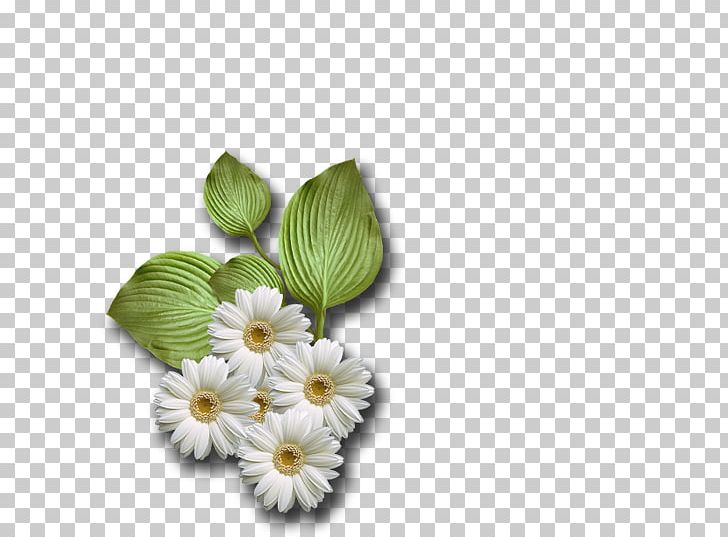 Cut Flowers Petal PNG, Clipart, Cut Flowers, Flower, Others, Papatya, Petal Free PNG Download