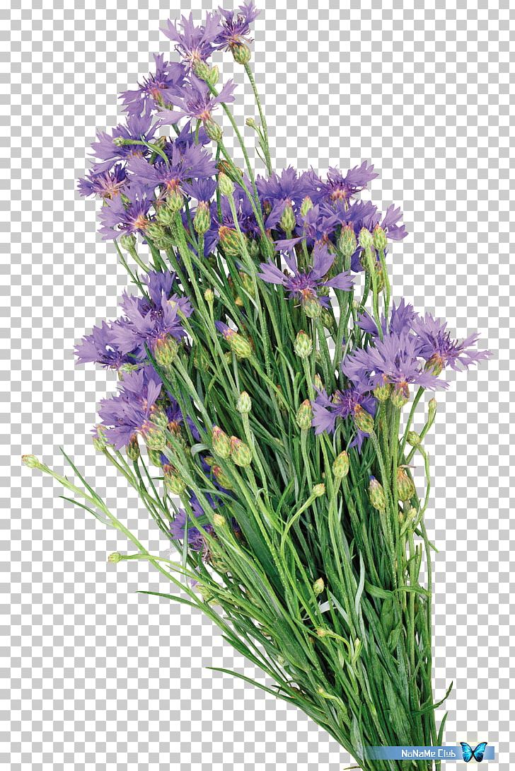 English Lavender Watercolor Painting Oil Paint PNG, Clipart, Art, Beautiful Flowers, Bellflower Family, Chives, Cornflower Free PNG Download