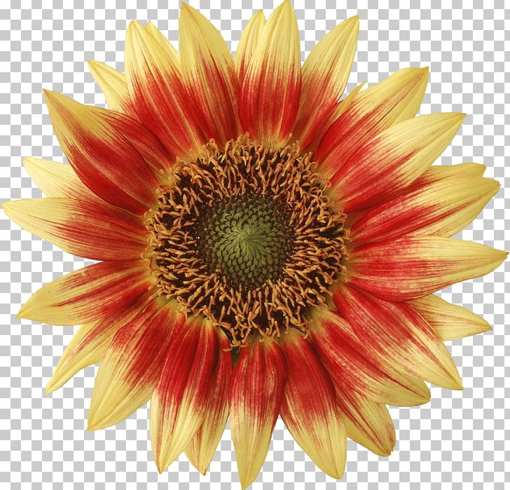 Photography Chrysanthemum PNG, Clipart, Chrysanthemum, Color, Common Sunflower, Cut Flowers, Daisy Family Free PNG Download