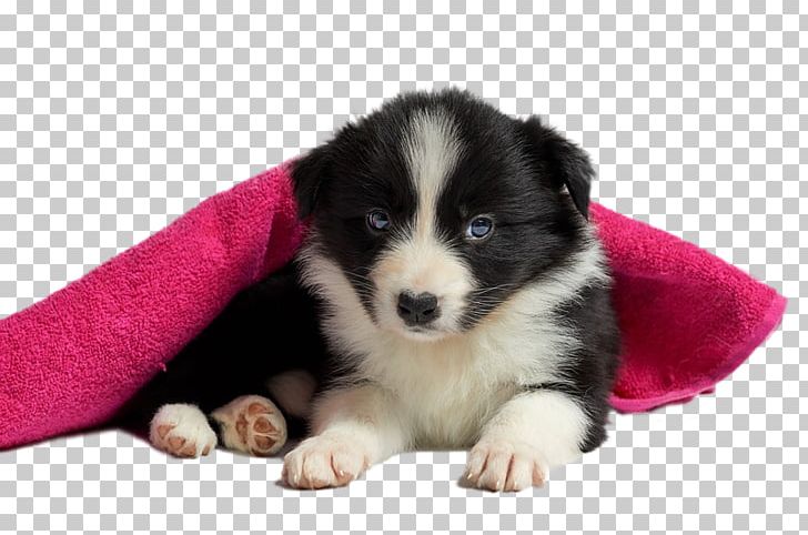 Puppy Rough Collie Rottweiler Border Collie Morkie PNG, Clipart, Animal, Animals, Australian Shepherd, Carnivoran, Companion Dog Free PNG Download