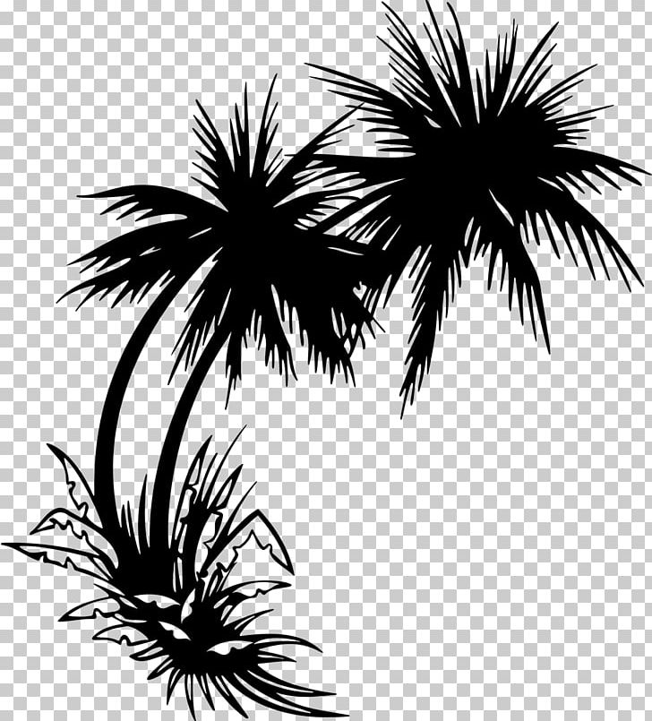 Arecaceae Tree PNG, Clipart, Arecales, Black And White, Borassus Flabellifer, Branch, Cartoon Free PNG Download