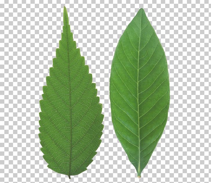 Leaf Dicotyledon Japanese Zelkova Stock Photography Plant PNG, Clipart, Alamy, Autumn Leaf Color, Botanical Illustration, Botany, Dicotyledon Free PNG Download