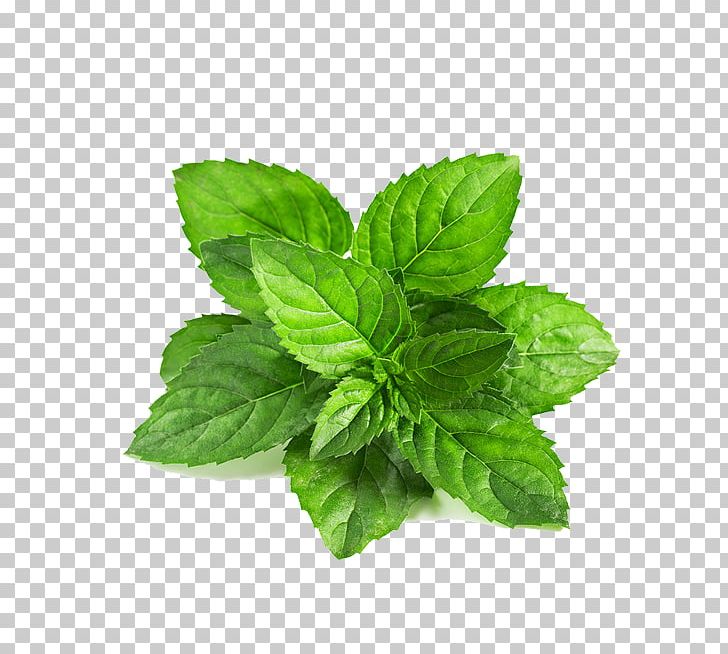 Peppermint Mentha Spicata Leaf Mentha Arvensis Green PNG, Clipart, Autumn Leaf, Basil, Catnip, Extract, Food Free PNG Download