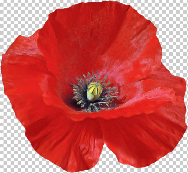 Flower Petal Red Oriental Poppy Plant PNG, Clipart, Coquelicot, Corn Poppy, Flower, Oriental Poppy, Perennial Plant Free PNG Download