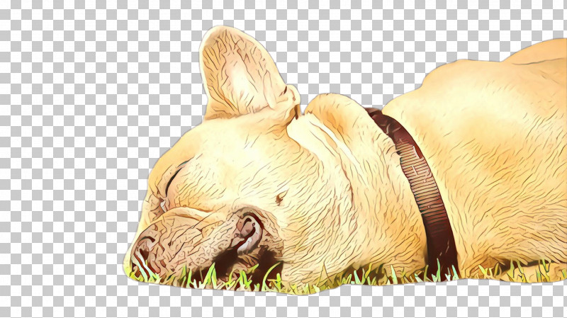 French Bulldog PNG, Clipart, Companion Dog, Dog, Fawn, French Bulldog, Grass Free PNG Download