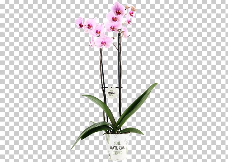 Moth Orchids Cattleya Orchids Dendrobium Cut Flowers Flowerpot PNG, Clipart, Cattleya, Cattleya Orchids, Cut Flowers, Dendrobium, Flora Free PNG Download