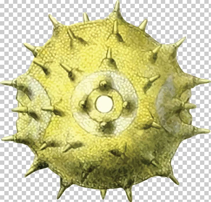 Pollen Scanning Electron Microscope Magnification Flower PNG, Clipart, Carl Julius Fritzsche, Chemist, Drawing, Flower, Fruit Free PNG Download